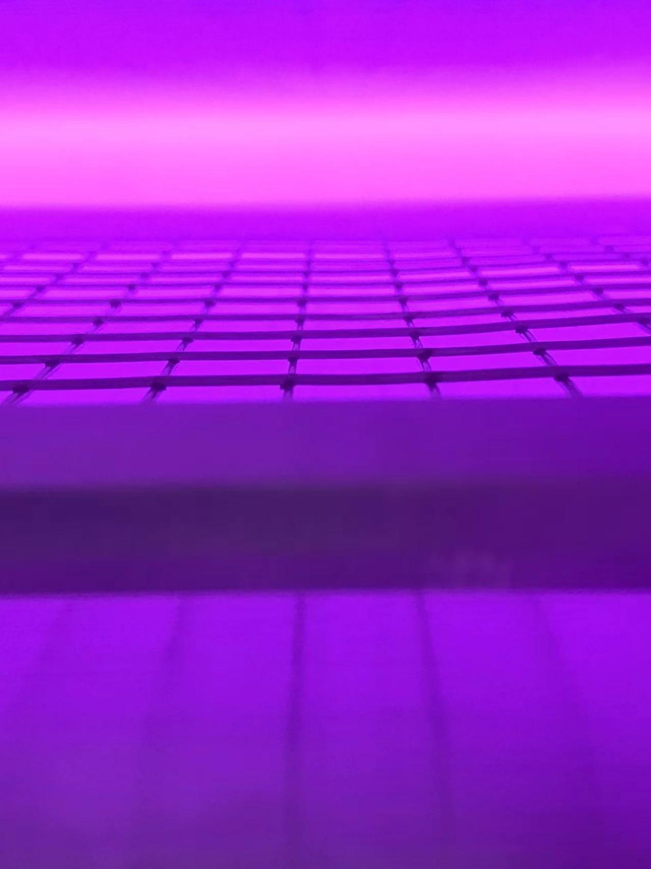 真空豆奶视频APP官网机