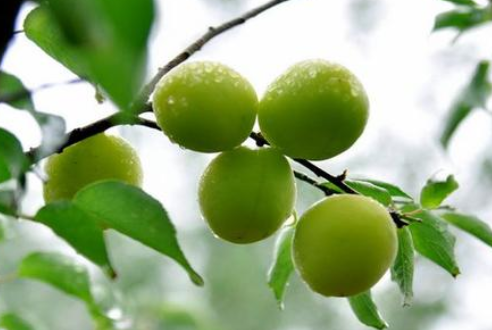 芒种时节，习俗不“盲”-豆奶视频在线观看豆奶视频APP官网机