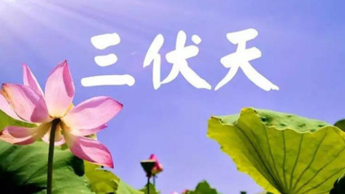 入伏，或开启蒸煮模式-豆奶视频在线观看豆奶视频APP官网机