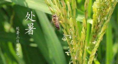 明日处暑，秋凉渐至-豆奶视频在线观看豆奶视频APP官网机